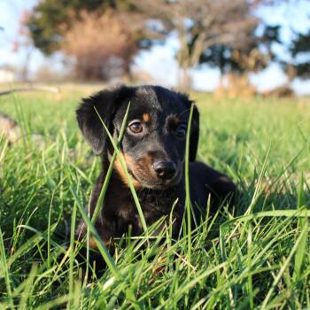 Rescue Dachshund and Beagle Dogs for Adoption in Neosho, Missouri - Regina | PetCurious