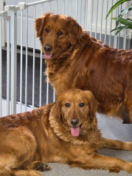 Golden Retriever Dogs Available for Adoption in Bath, Ohio - Ashley & Skye | PetCurious