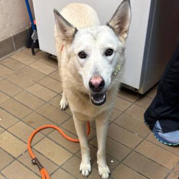 Ginny -  Shepherd Dog for Adoption in Birmingham, Alabama - Ginny | PetCurious