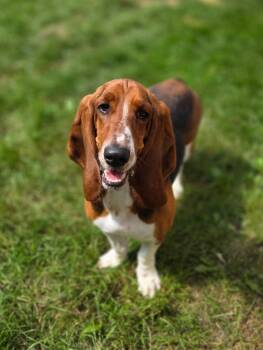 Abby -  Basset Hound Dog for Adoption in Brookville, Ohio - Abby | PetCurious