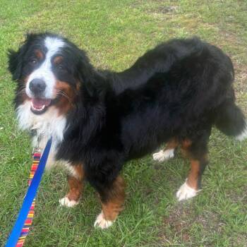 Zuri -  Bernese Mountain Dog Dog for Adoption in Anniston, Alabama - Zuri | PetCurious
