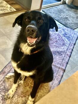 Leonardo -  Flat Coated Retriever and Australian Cattle Dog Blue Heeler Dog for Adoption in Olympia, Washington - Leonardo | PetCurious