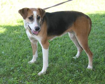 Kansas (Outdoor Photos June 3rd 2026) -  Hound and Beagle Dog for Adoption in Marietta, Ohio - Kansas (Outdoor Photos June 3rd 2026) | PetCurious