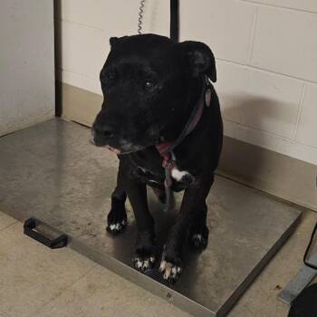 Mixed Breed Dogs Available for Adoption in Lake Panasoffkee, Florida - Draco | PetCurious