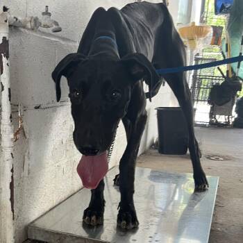 Armando -  Great Dane Dog for Adoption in Edinburg, Texas - Armando | PetCurious