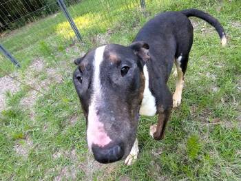 DAISY MAY -  Bull Terrier Dog for Adoption in Fosters, Alabama - DAISY MAY | PetCurious