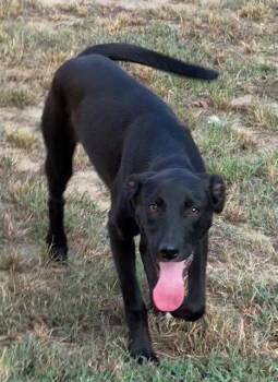Molly -  Black Labrador Retriever Dog for Adoption in Tarrytown, Georgia - Molly | PetCurious