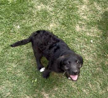 Mixed Breed Dogs Available for Adoption in Rossville, Tennessee - Baby Ray | PetCurious