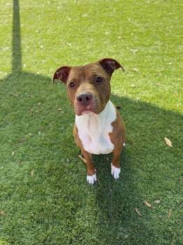 American Staffordshire Terrier and Mixed Breed Dogs Available for Adoption - Alice - 1 | PetCurious