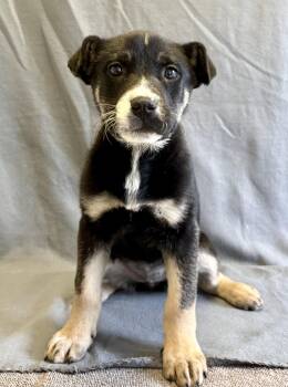 German Shepherd Dog Dogs Available for Adoption - Fiona | PetCurious