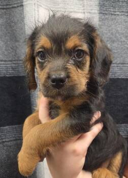 Ace -  Pug and Cavalier King Charles Spaniel Dog for Adoption in Malvern, Pennsylvania - Ace | PetCurious