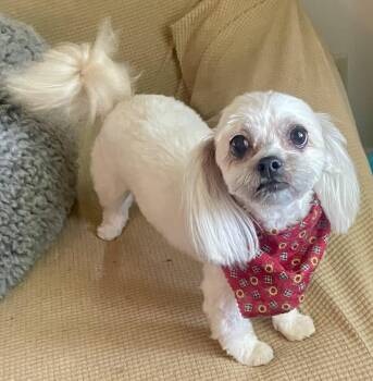 Lucy -  Shih Tzu Dog for Adoption in Blountstown, Florida - Lucy | PetCurious