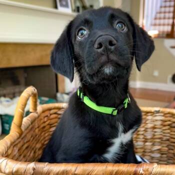 Duke 22756 -  Border Collie and Golden Retriever Dog for Adoption in Cumming, Georgia - Duke 22756 | PetCurious