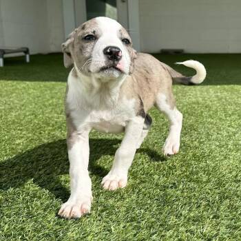 Beef Lo Mein 2064 -  Mixed Breed Dog for Adoption in Loxahatchee Groves, Florida - Beef Lo Mein 2064 | PetCurious