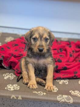 Sam -  Beagle and Mixed Breed Dog for Adoption in Aiken, South Carolina - Sam | PetCurious