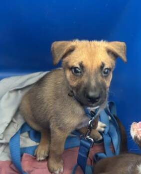 Mixed Breed Dogs Available for Adoption in Dallas, Texas - ROXANNE | PetCurious