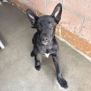 Lucas -  Shepherd and Mixed Breed Dog for Adoption in Goleta, California - Lucas | PetCurious