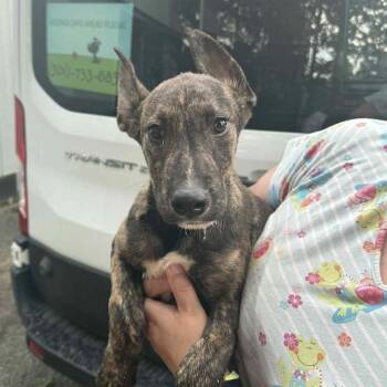 Rescue Black Labrador Retriever and Shepherd Dogs for Adoption in Mount Vernon, Arkansas - Dale | PetCurious