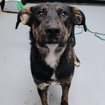 Shepherd Dogs Available for Adoption - Stevie | PetCurious