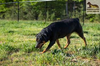 Rottweiler Dogs Available for Adoption in Stafford, Virginia - Lady | PetCurious