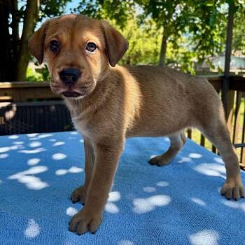 Belgian Shepherd Malinois and German Shepherd Dog Dogs Available for Adoption in San Antonio, Texas - Ivy | PetCurious