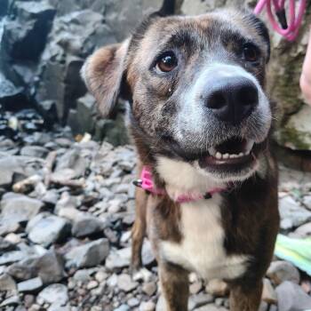 Lola -  Shepherd and Hound Dog for Adoption in South Plainfield, New Jersey - Lola | PetCurious