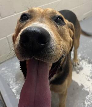 Hansard -  Hound and German Shepherd Dog Dog for Adoption in Vancouver, Washington - Hansard | PetCurious