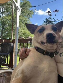 Rescue Cattle Dog Dogs for Adoption in Rochester, New York - Sloane | PetCurious