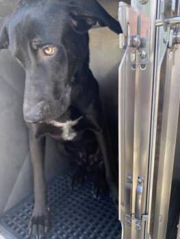 Mixed Breed Dogs Available for Adoption in Dallas, Texas - WEMBY | PetCurious