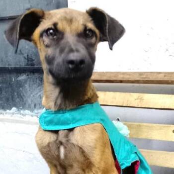 Zella -  Mixed Breed Dog for Adoption in Plainfield, Illinois - Zella | PetCurious