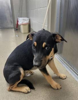 Rescue Terrier Dogs for Adoption in Seguin, Texas - Larry | PetCurious