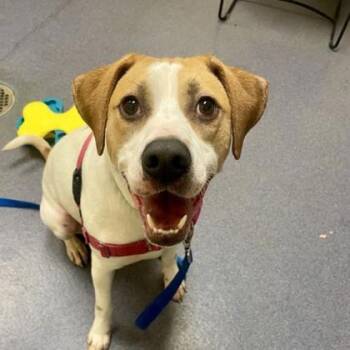 Trax -  Hound and Mixed Breed Dog for Adoption in Richmond, Virginia - Trax | PetCurious