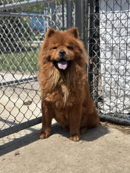 Chow Chow Dogs Available for Adoption in Indianapolis, Indiana - KEYLILAH | PetCurious