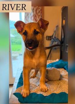 RIVER -  German Shepherd Dog Dog for Adoption in Holbrook, New York - RIVER | PetCurious
