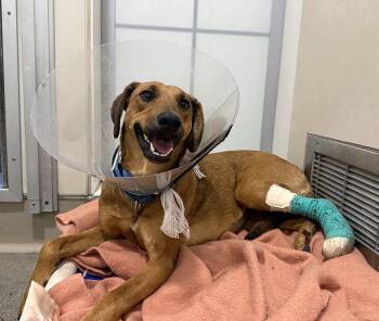 Gemma -  Black Mouth Cur and Greyhound Dog for Adoption in Berkeley, California - Gemma | PetCurious