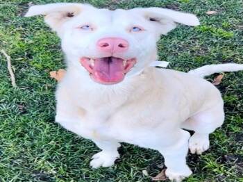 Rescue Siberian Husky and Doberman Pinscher Dogs for Adoption in Riverside, California - MAYA | PetCurious