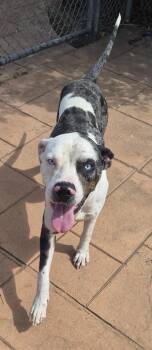Zero -  Mixed Breed Dog for Adoption in Shreveport, Louisiana - Zero | PetCurious