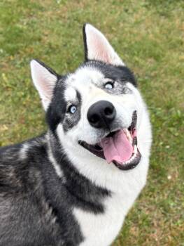 Dingo -  Siberian Husky Dog for Adoption in Ionia, Michigan - Dingo | PetCurious
