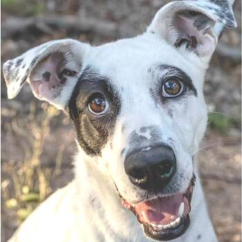 Rescue Collie and Mixed Breed Dogs for Adoption in Austin, Texas - Pip AK | PetCurious