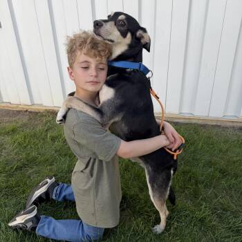 Halo -  Rat Terrier and Jack Russell Terrier Dog for Adoption in Ridgefield, Connecticut - Halo | PetCurious