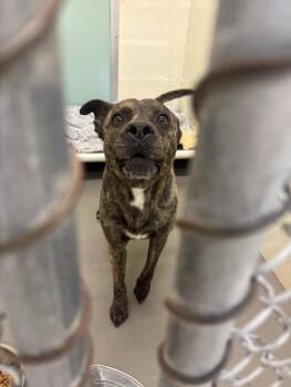 Pit Bull Terrier Dogs Available for Adoption in Hagerstown, Maryland - MARK | PetCurious