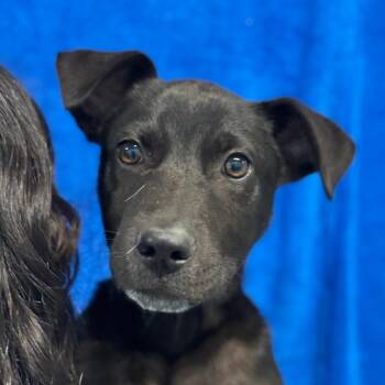 Black Labrador Retriever and Mixed Breed Dogs Available for Adoption in Goleta, California - Little Bear | PetCurious