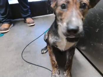 BURLINGTON -  Australian Cattle Dog Blue Heeler and Mixed Breed Dog for Adoption in Tulsa, Oklahoma - BURLINGTON | PetCurious