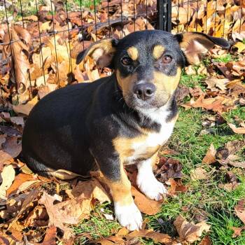 Rescue Corgi and Dachshund Dogs for Adoption in Mullica, New Jersey - Avery | PetCurious