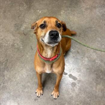 Chicken nuggets (nugget) -  Black Mouth Cur Dog for Adoption in Manhattan, Kansas - Chicken Nuggets (nugget) | PetCurious