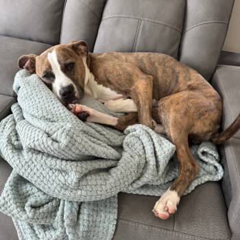 Rescue Pit Bull Terrier Dogs for Adoption in Raleigh, North Carolina - Phoebe | PetCurious