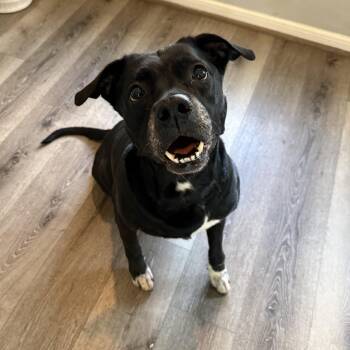 Xena -  American Staffordshire Terrier and Labrador Retriever Dog for Adoption in Conroe, Texas - Xena | PetCurious