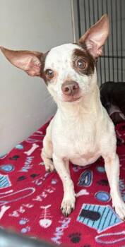 Daisy 1107-26 -  Chihuahua and Mixed Breed Dog for Adoption in Cumming, Georgia - Daisy 1107-26 | PetCurious