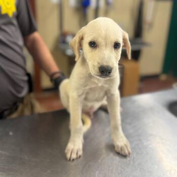 Charger -  Mixed Breed Dog for Adoption in Pauls Valley, Oklahoma - Charger | PetCurious
