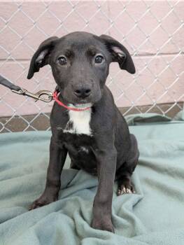 Gretchen -  Mixed Breed Dog for Adoption in Huntsville, Alabama - Gretchen | PetCurious